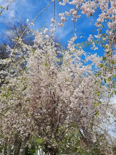 Cherry Lawn Park - Darien, CT