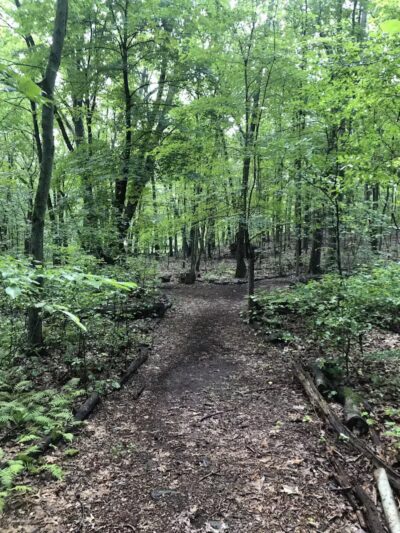 Dunlap Woods (Darien Land Trust) - Darien, CT