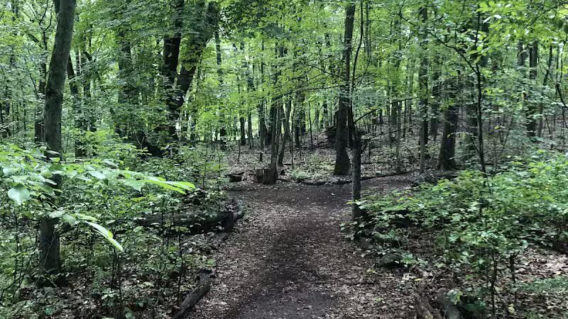 Dunlap Woods (Darien Land Trust) - Darien, CT