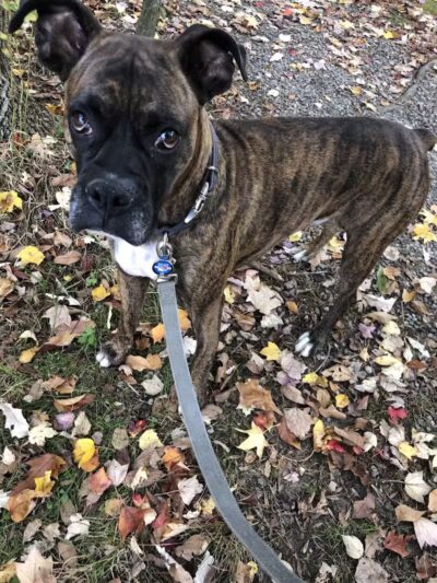 Dunlap Woods (Darien Land Trust) - Darien, CT