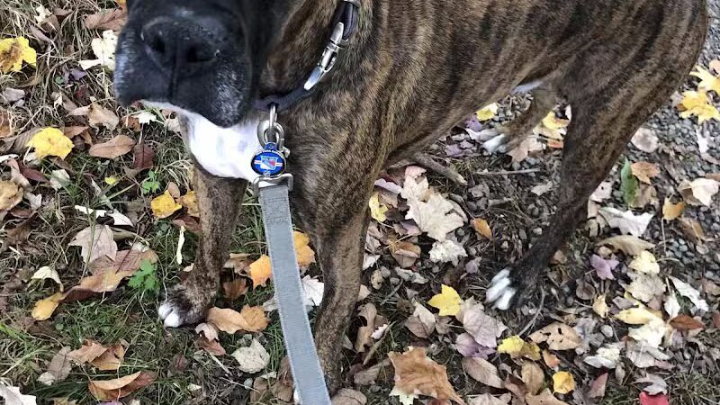 Dunlap Woods (Darien Land Trust) - Darien, CT