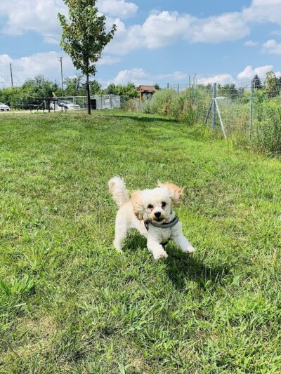 Oldfield Oaks Dog Park - Darien, IL