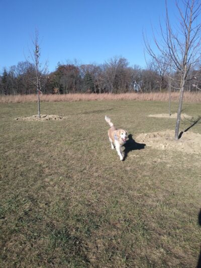 Oldfield Oaks Dog Park - Darien, IL