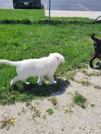 Oldfield Oaks Dog Park - Darien, IL