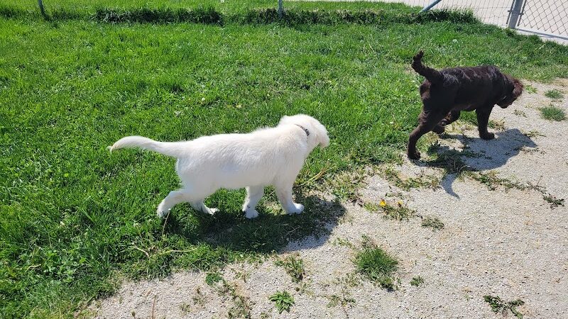 Oldfield Oaks Dog Park - Darien, IL