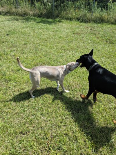 Oldfield Oaks Dog Park - Darien, IL