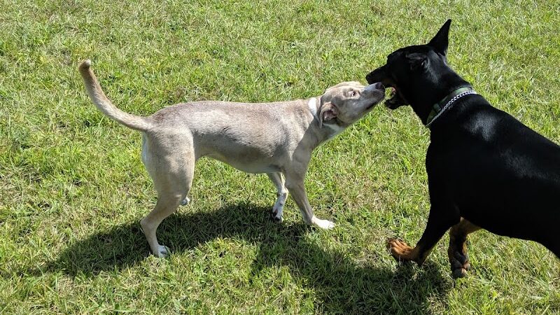 Oldfield Oaks Dog Park - Darien, IL