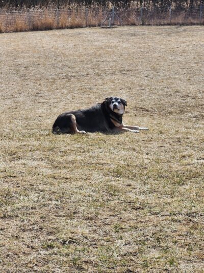 Oldfield Oaks Dog Park - Darien, IL