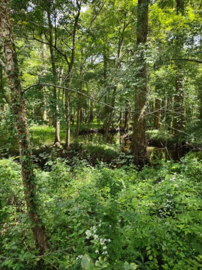 Williamson Park - Darlington, SC