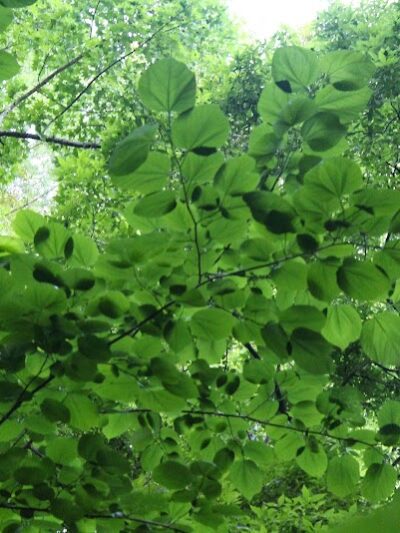 Williamson Park - Darlington, SC