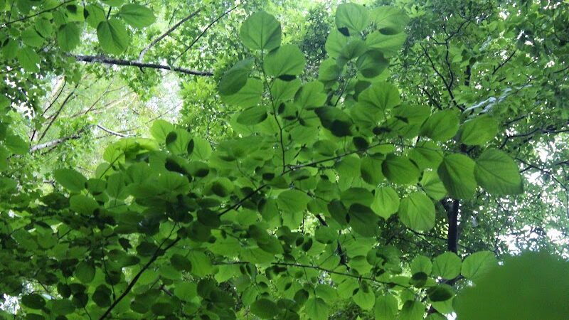 Williamson Park - Darlington, SC