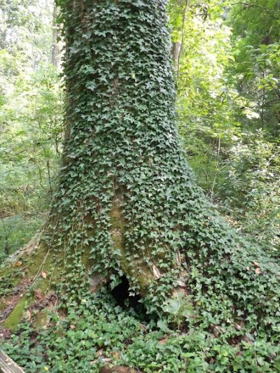 Williamson Park - Darlington, SC