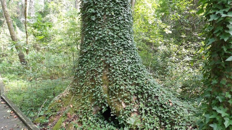 Williamson Park - Darlington, SC