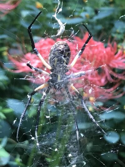 Williamson Park - Darlington, SC