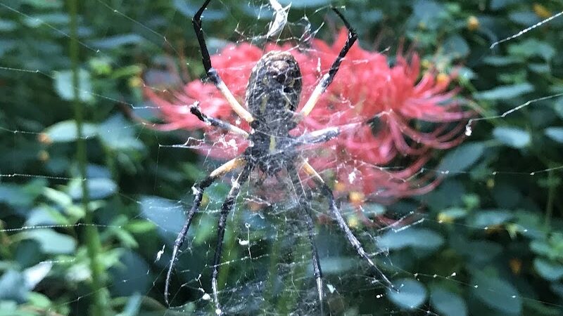 Williamson Park - Darlington, SC