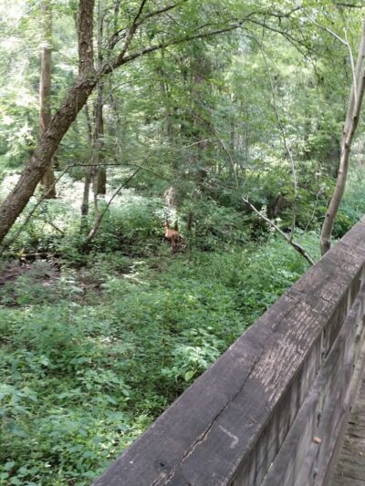 Williamson Park - Darlington, SC