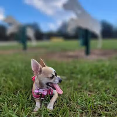 Dog park - Davenport, FL