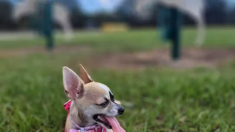 Dog park - Davenport, FL