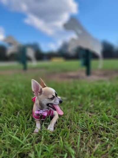 Dog park - Davenport, FL
