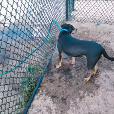 Dog park - Davenport, FL