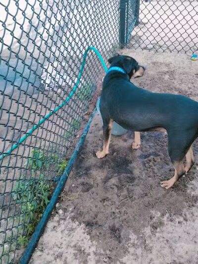 Dog park - Davenport, FL