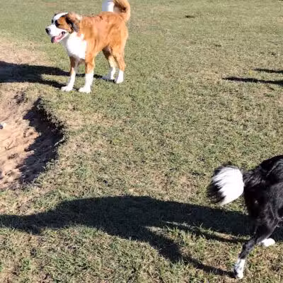 Dog park - Davenport, FL