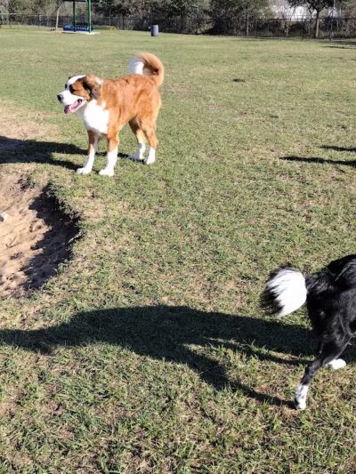 Dog park - Davenport, FL