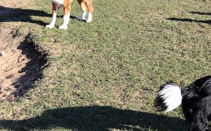 Dog park - Davenport, FL