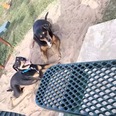 Dog park - Davenport, FL