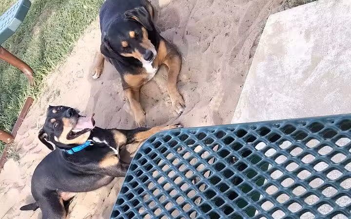 Dog park - Davenport, FL