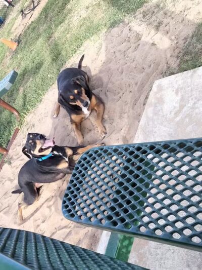 Dog park - Davenport, FL