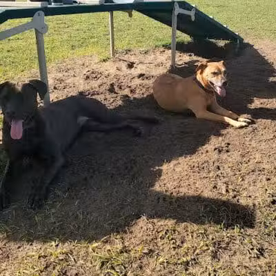 Dog park - Davenport, FL