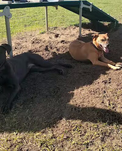 Dog park - Davenport, FL
