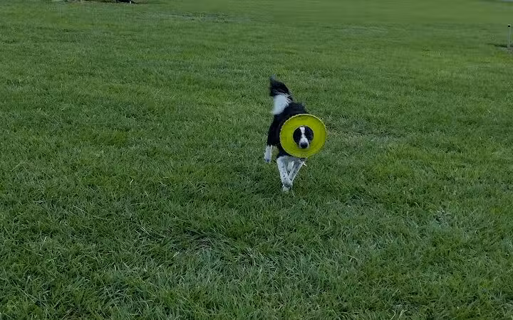 Dog park - Davenport, FL