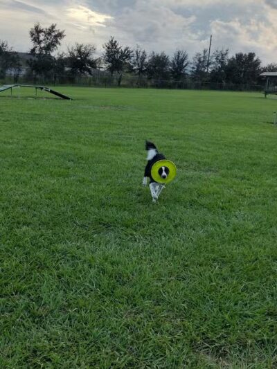 Dog park - Davenport, FL