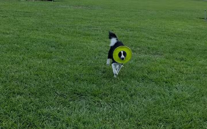 Dog park - Davenport, FL