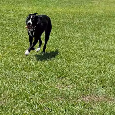 Dog park - Davenport, FL