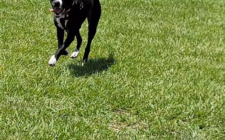 Dog park - Davenport, FL