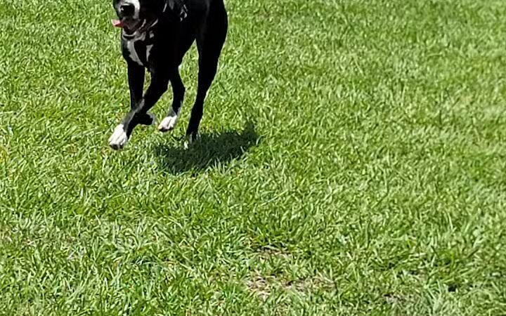 Dog park - Davenport, FL