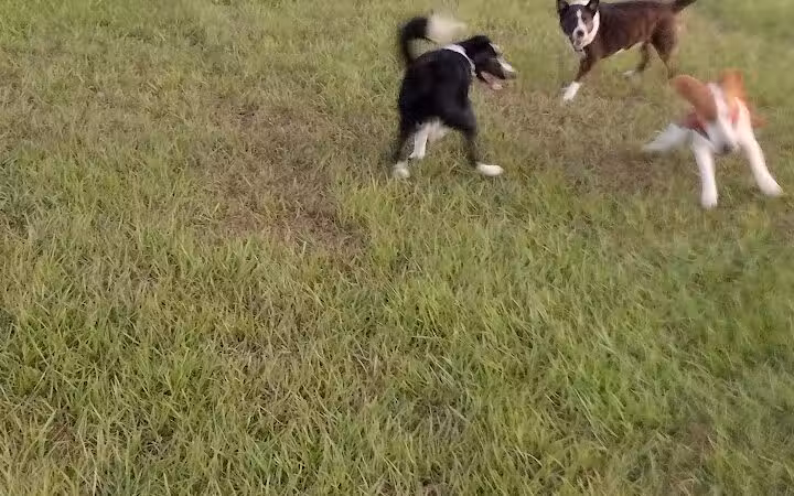 Dog park - Davenport, FL