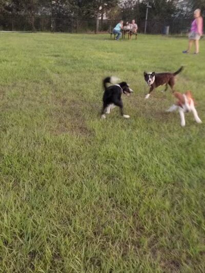 Dog park - Davenport, FL