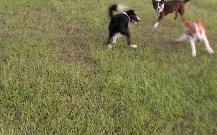 Dog park - Davenport, FL