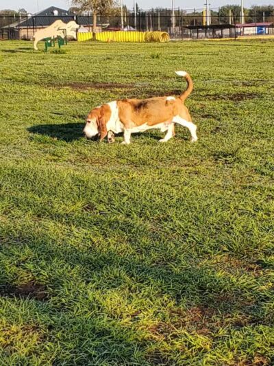 Northeast Regional Park - Davenport, FL