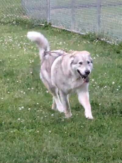 N. Marquette Dog Park - Davenport, IA