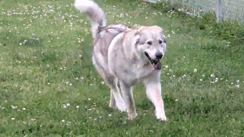 N. Marquette Dog Park - Davenport, IA