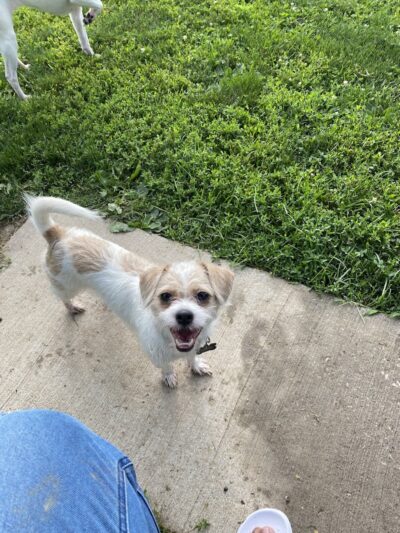 N. Marquette Dog Park - Davenport, IA