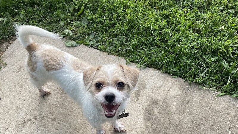 N. Marquette Dog Park - Davenport, IA