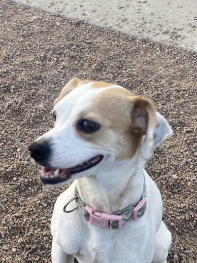 N. Marquette Dog Park - Davenport, IA