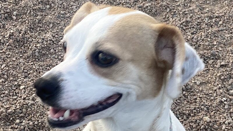 N. Marquette Dog Park - Davenport, IA