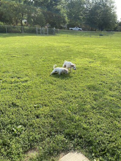 N. Marquette Dog Park - Davenport, IA